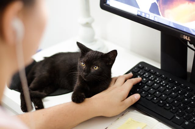 Understanding The Essence Of Implementing An LMS 1